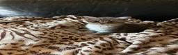 Scottish gatti in vendita: Cucciolata di gatti scottish fold e straight  - Annuncio 12