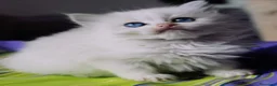 Ragdoll gatti in vendita: Ragdoll cuccioli - Annuncio 4