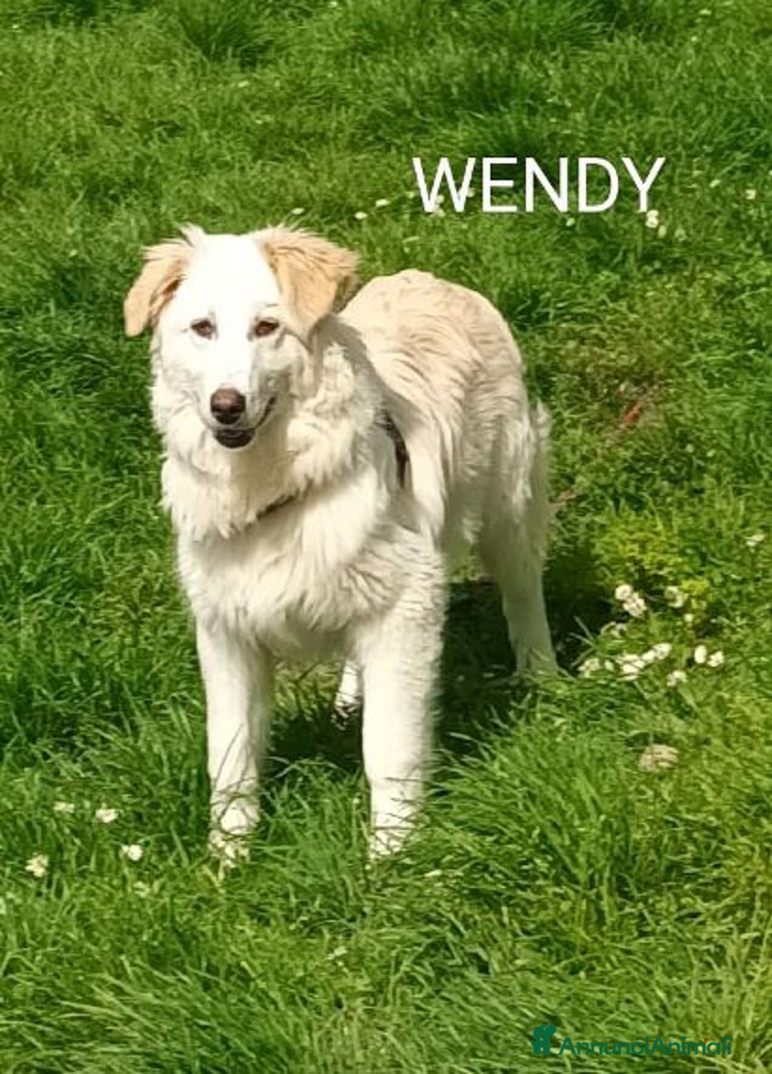 Meticcio cani in regalo: WENDY giovanissima tg mediogrande - Annuncio 4