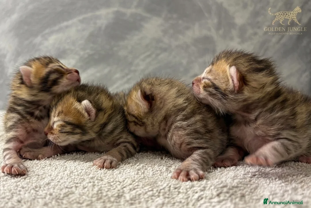 Bengala gatti in vendita: Cuccioli Bengala a Provincia di Vicenza - Annuncio 1