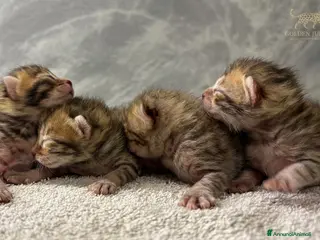Bengala gatti Cuccioli Bengala - Annuncio 1