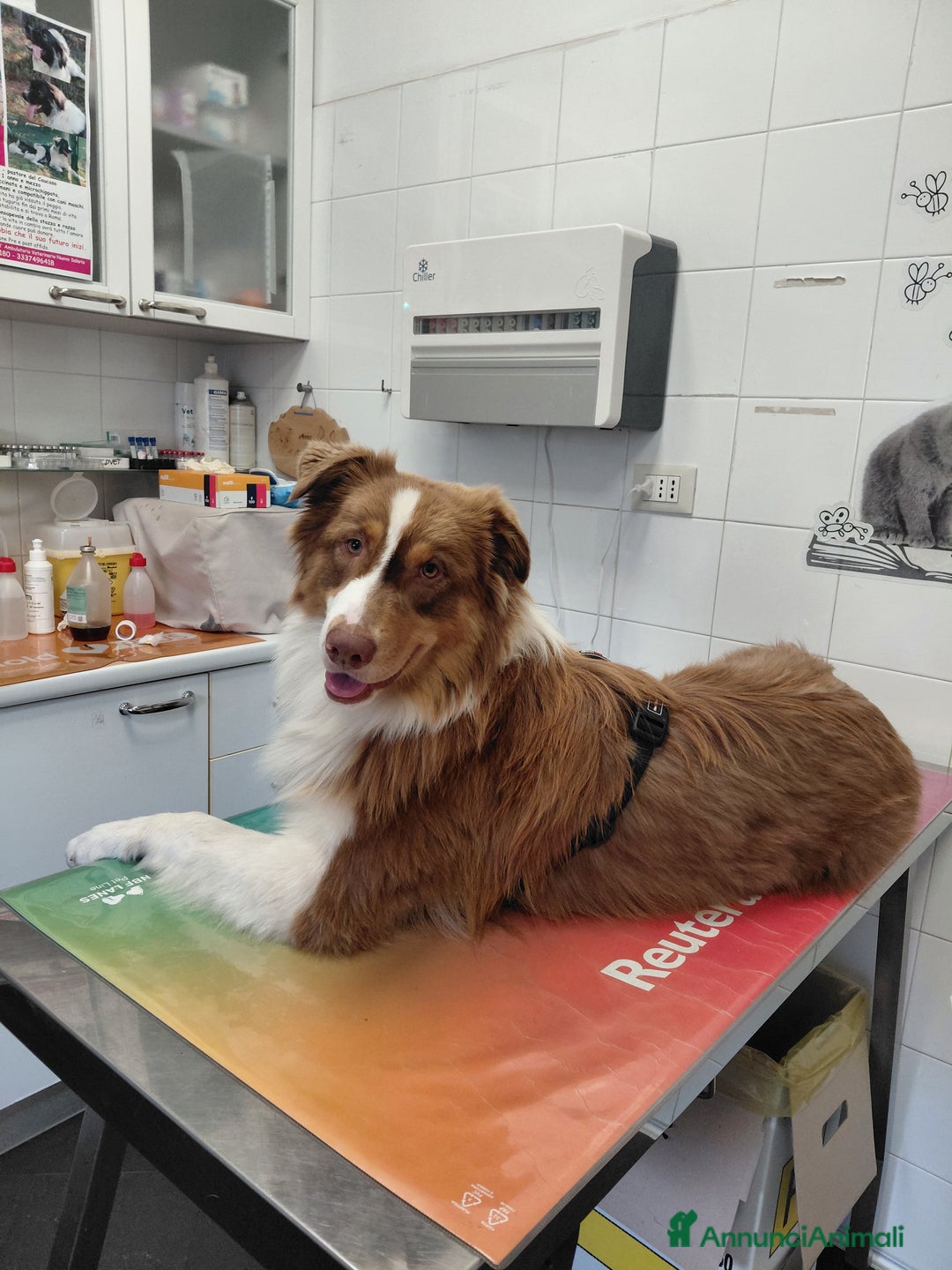 Australian Shepherd cani per accoppiamento: Pastore australiano  - Annuncio 23