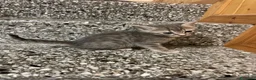 Meticcio gatti in vendita: Gattino grigio  - Annuncio 1
