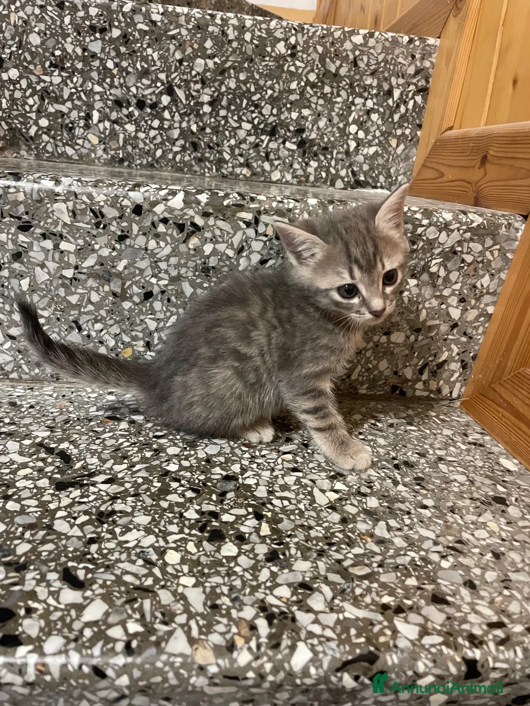 Meticcio gatti in vendita: Gattino grigio  - Annuncio 1