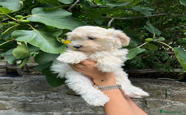 Barboncino cani a Provincia di Modena - Annuncio 16
