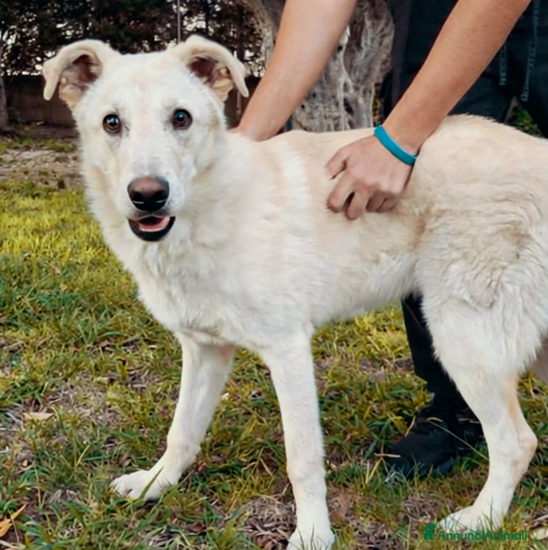 Altre razze cani in regalo: SID cucciolone di 7 mesi cerca casa ❤️ - Annuncio 2