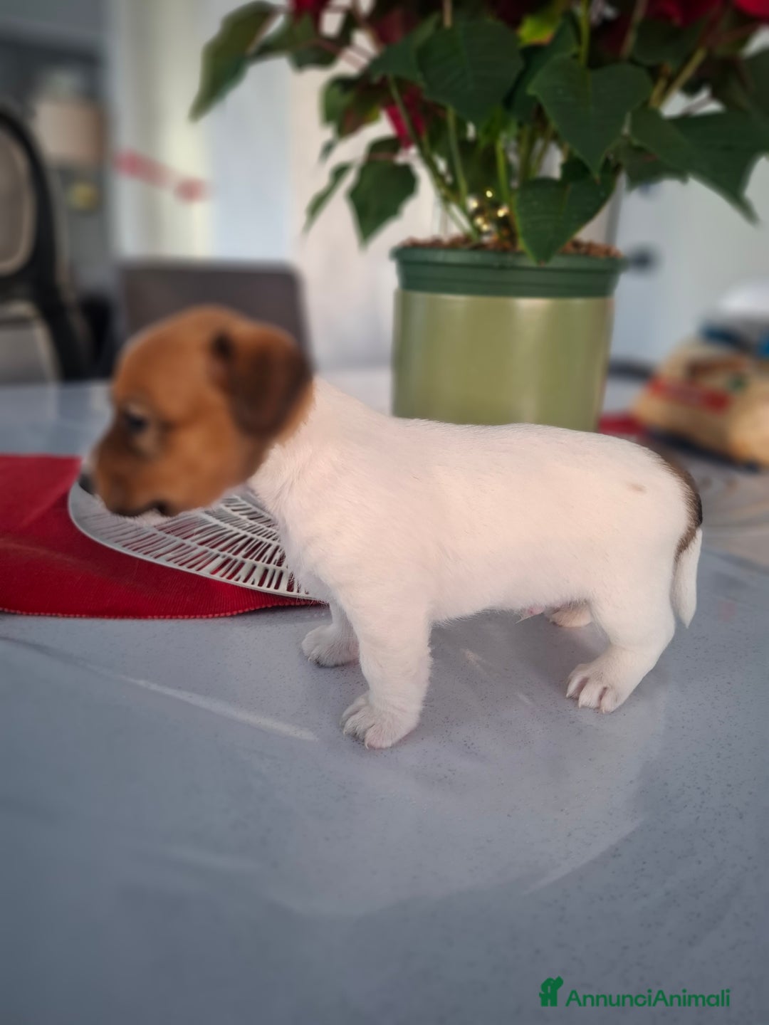 Jack Russell cani in vendita: JACK RUSSEL ultimo maschietto Pedigree - Annuncio 3