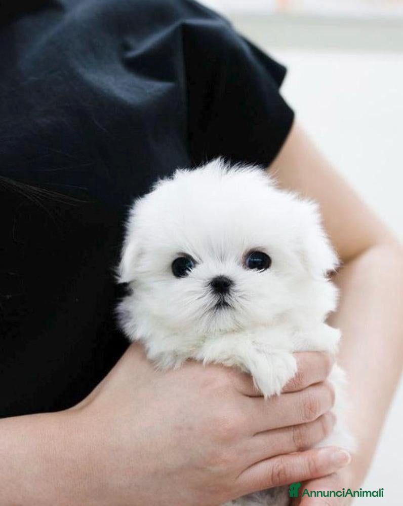 Maltese cani Maltese toy - Annuncio 3