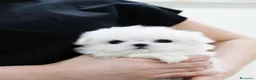 Maltese cani in vendita: Maltese toy - Annuncio 1