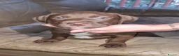 Pitbull cani in vendita: Pitbull UKC  - Annuncio 2