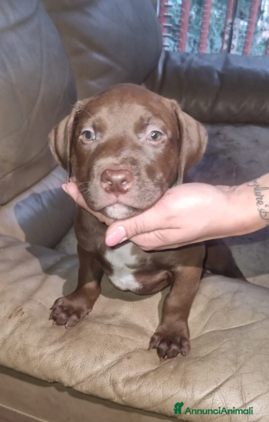 Pitbull cani in vendita: Pitbull UKC  - Annuncio 2