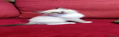 Ragdoll 7