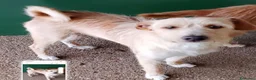 Meticcio cani in regalo: Mix yorkini 4 e7 anni,tg piccola,finiti in canile - Annuncio 2