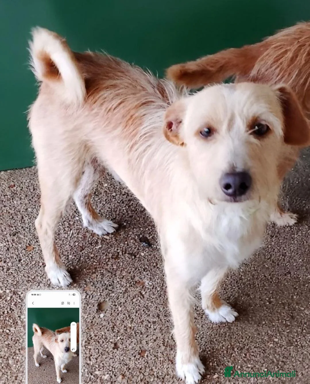 Meticcio cani in regalo: Mix yorkini 4 e7 anni,tg piccola,finiti in canile - Annuncio 2