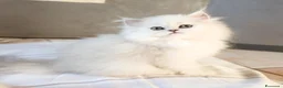 Persiano gatti in vendita: Cuccioli persiani Chinchillà  - Annuncio 7