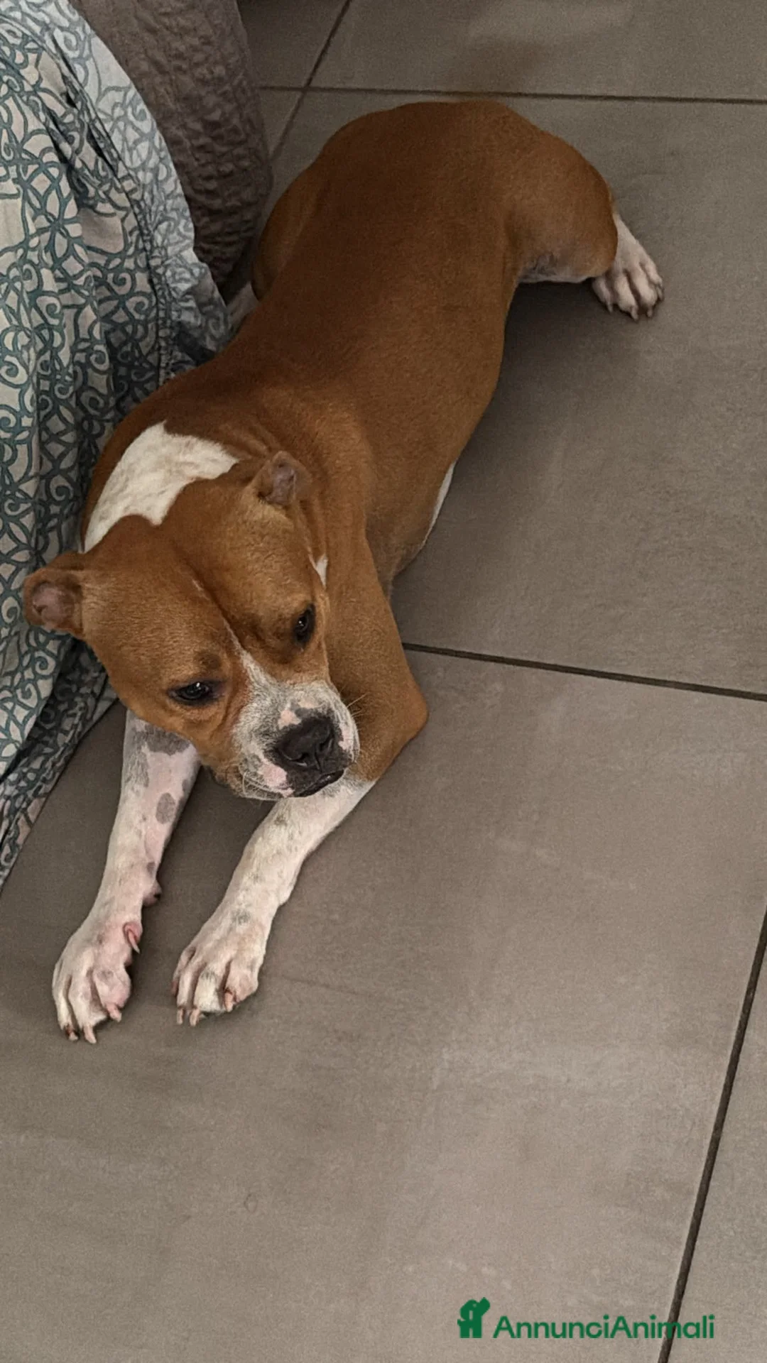 Pitbull cani in regalo: Adozione del cuore per Eros a Città Metropolitana di Napoli - Annuncio 2