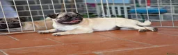 Carlino cani in vendita: Carlino cucciolo - Annuncio 2