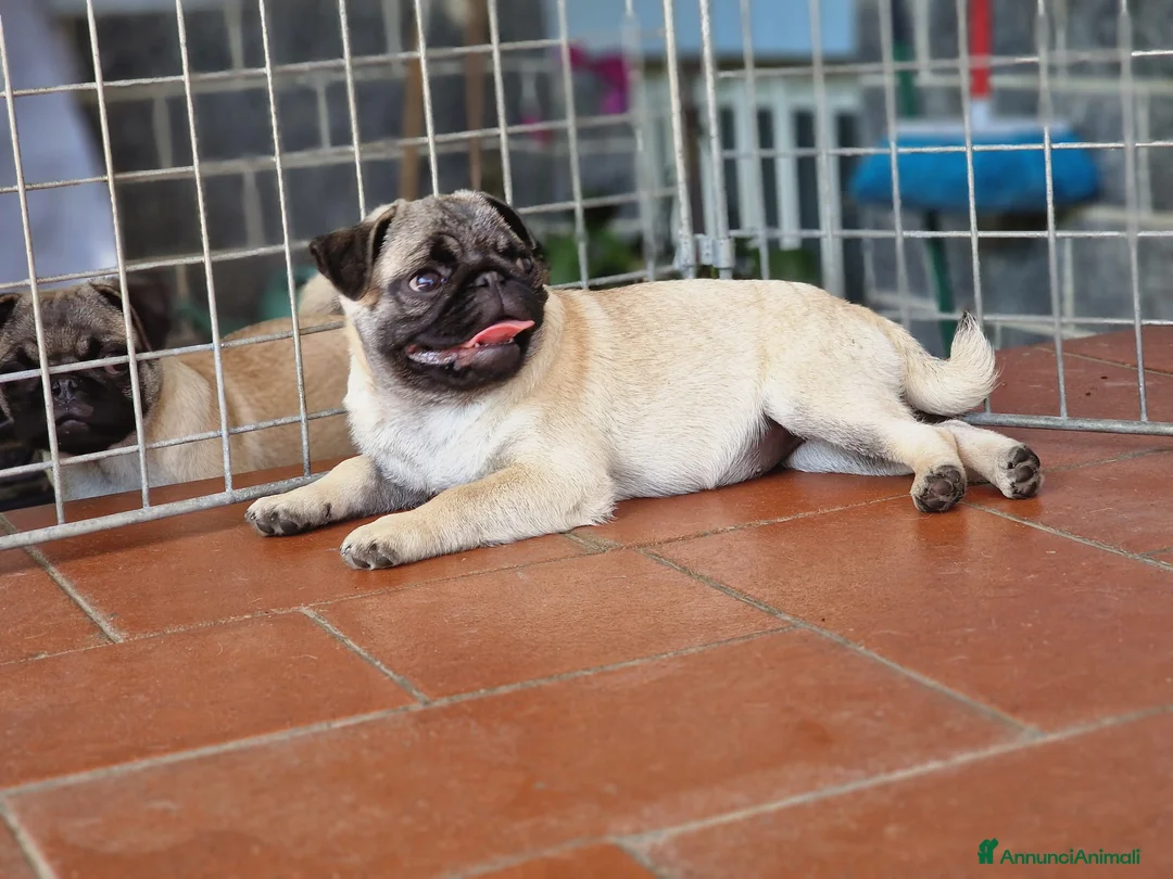 Carlino cani in vendita: Carlino cucciolo - Annuncio 2