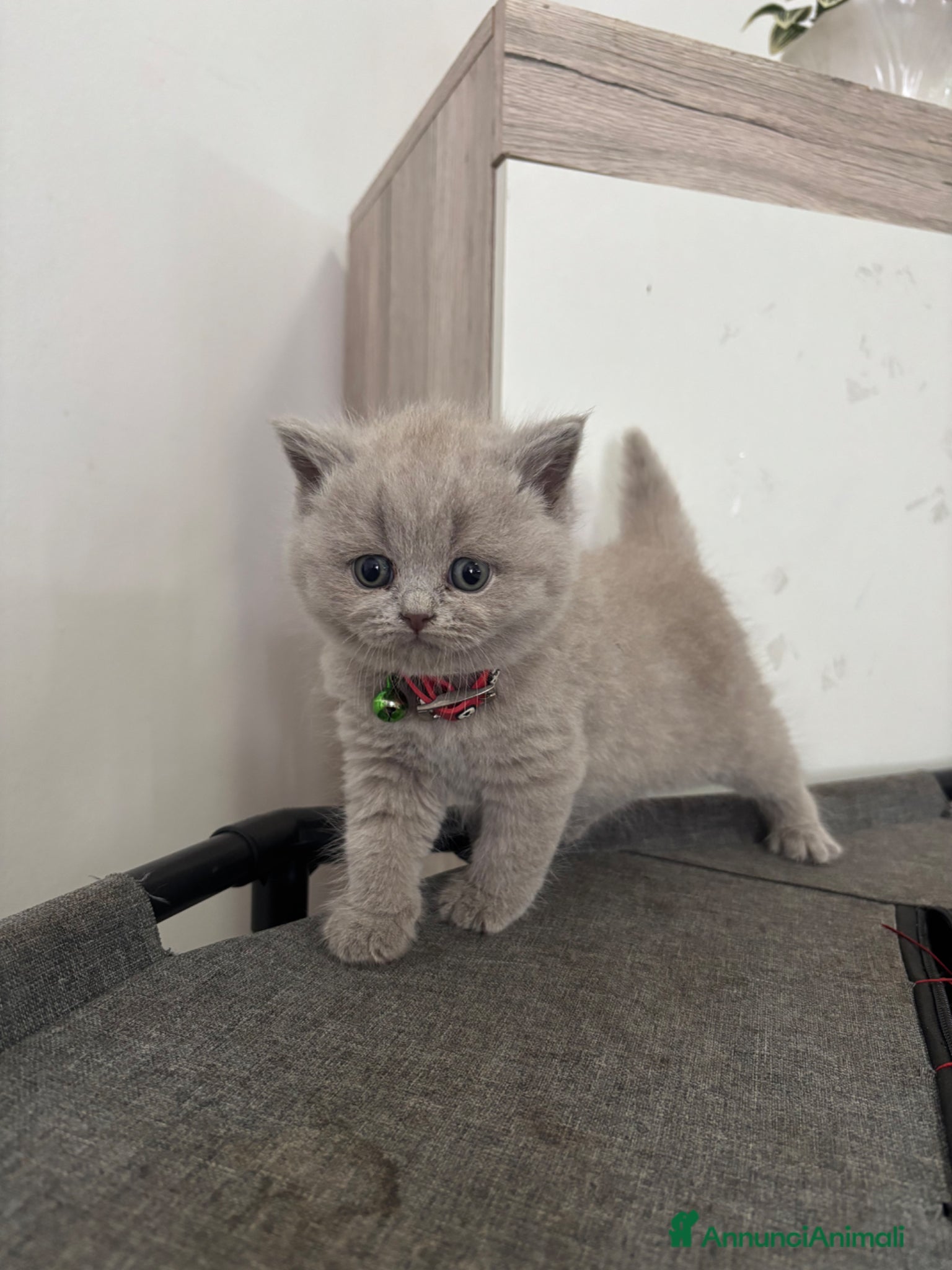 British gatti Cuccioli British shorthair  - Annuncio 4