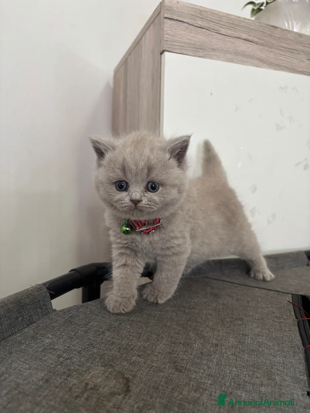 British gatti in vendita: Cuccioli British shorthair  a Provincia di Como - Annuncio 1