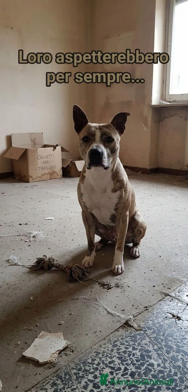 Meticcio cani  La storia di Tigre: Un'attesa che merita risposta - Annuncio 27