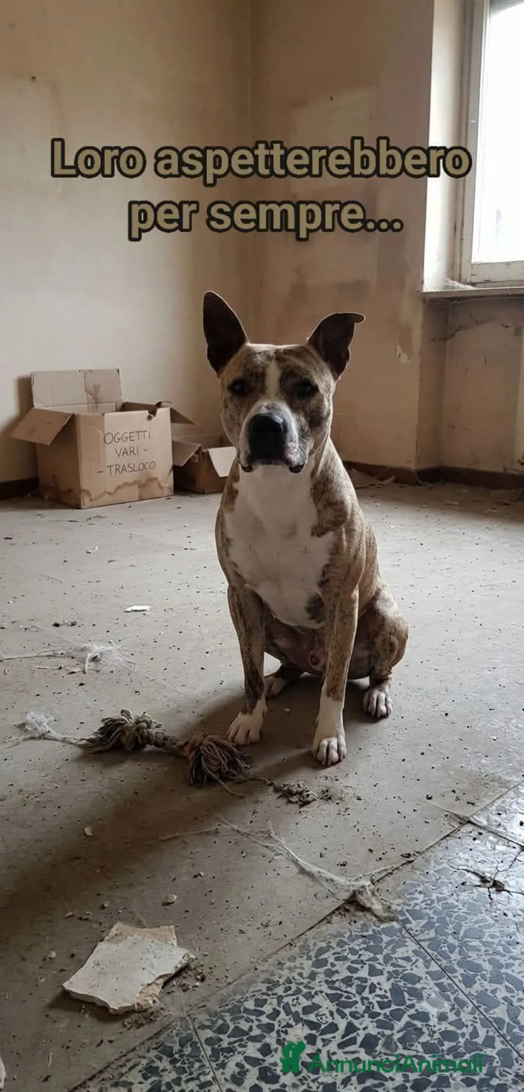 Meticcio cani in regalo:  La storia di Tigre: Un'attesa che merita risposta - Annuncio 1