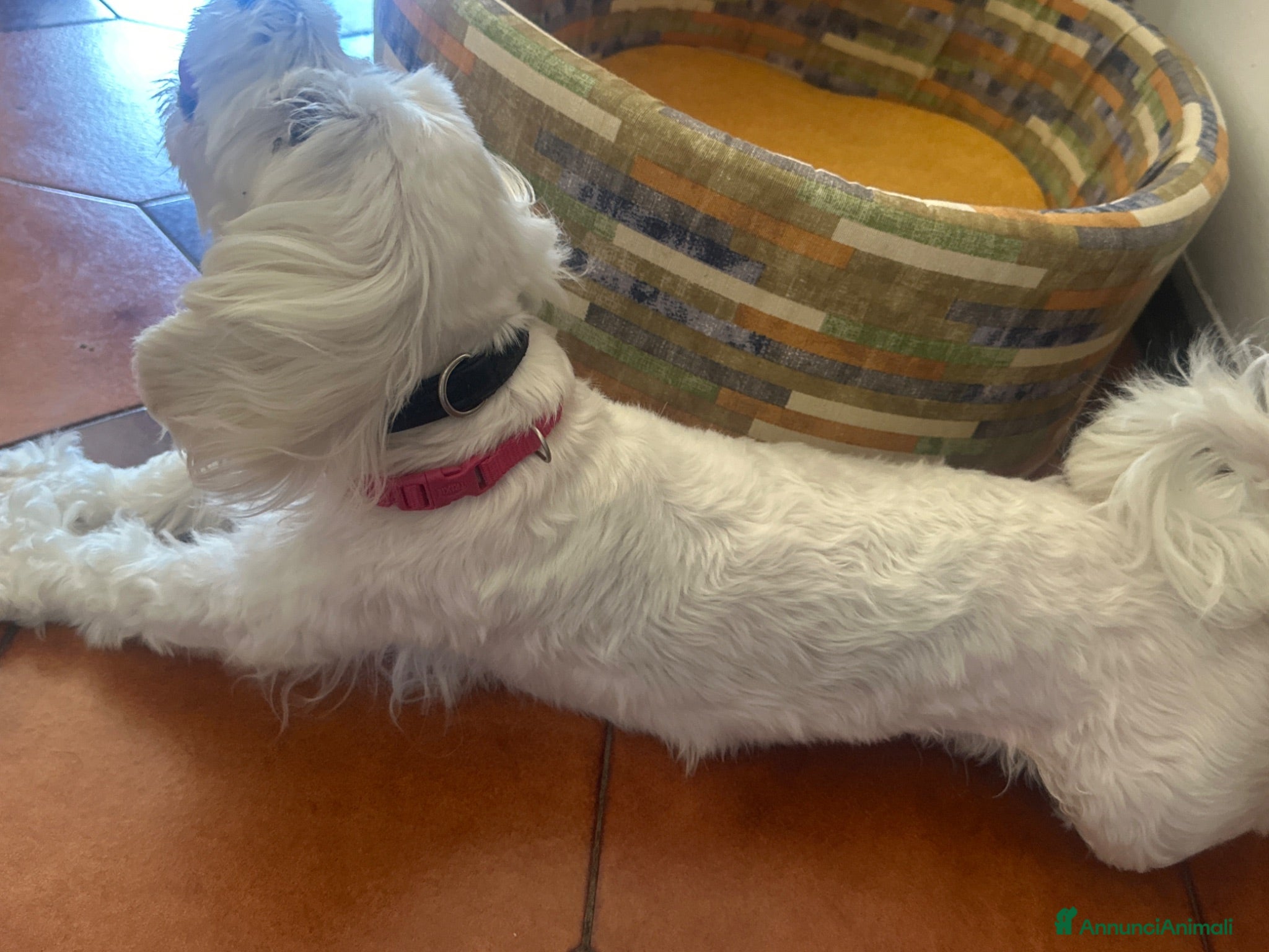 Maltese cani Cucciolo  - Annuncio 23