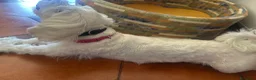 Maltese cani in vendita: Cucciolo  - Annuncio 1