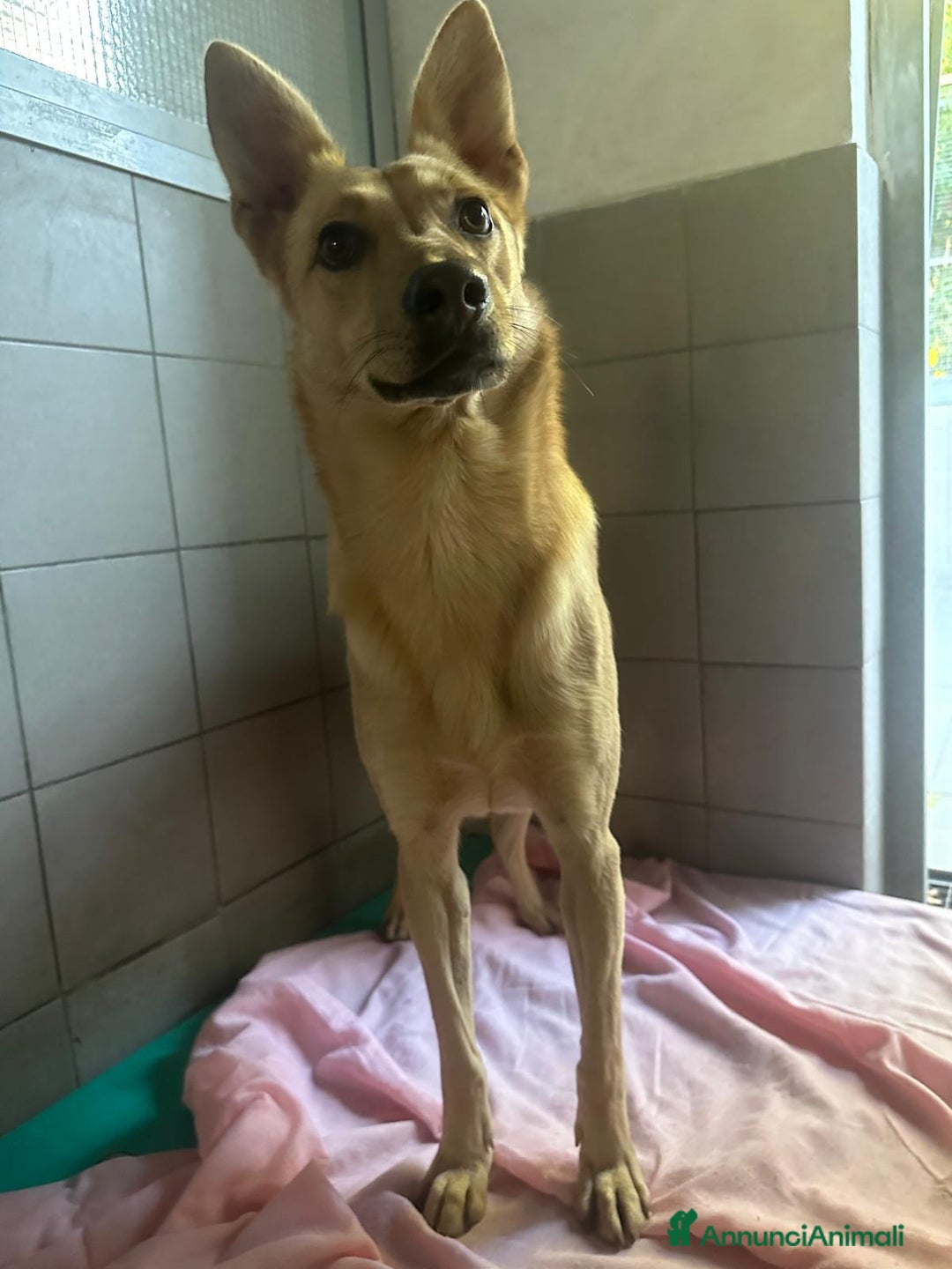 Meticcio cani in regalo: MANUEL CERCA CASA - Annuncio 9