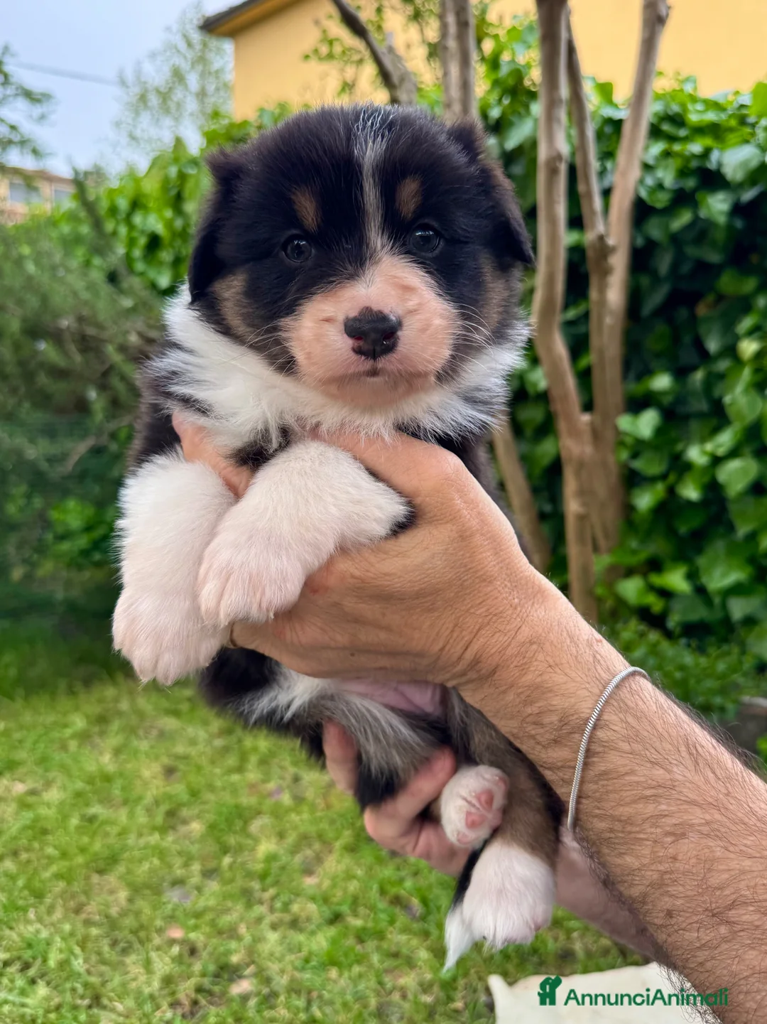 Australian Shepherd cani in vendita: cuccioli pastore australiano - Annuncio 10