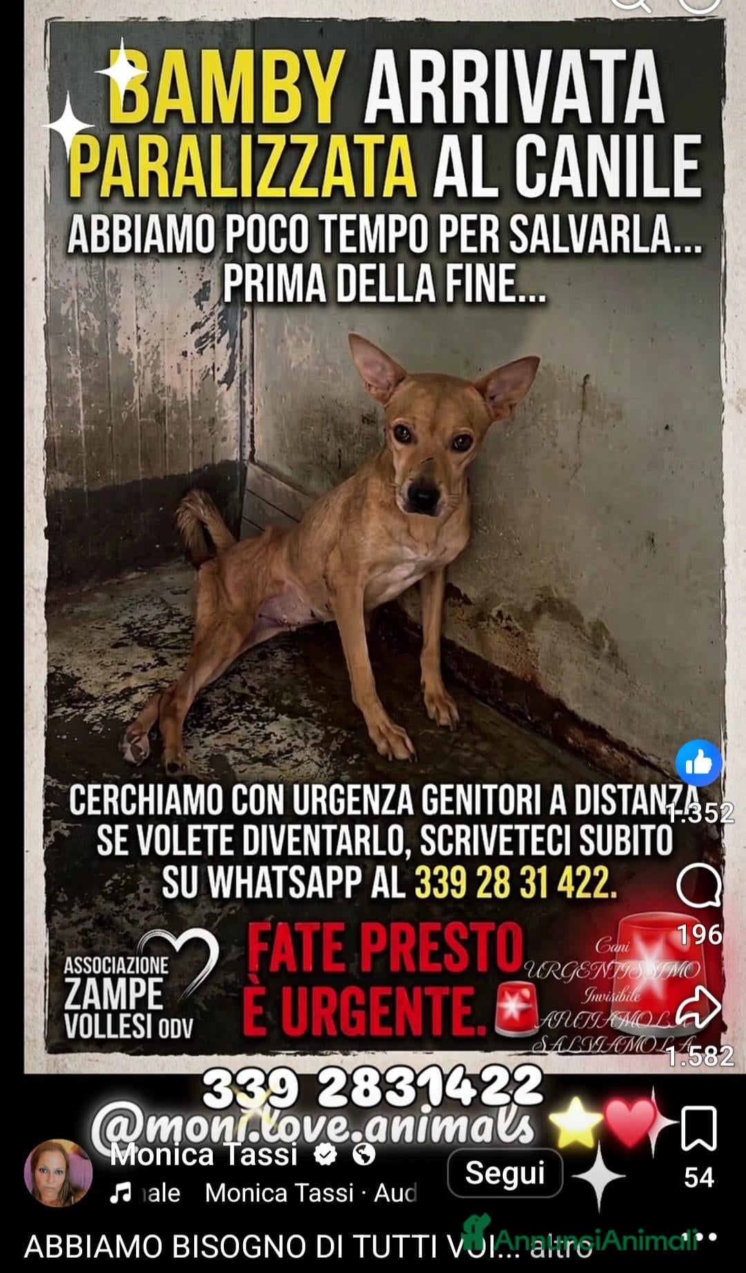 Meticcio cani Bamby ha bisogno d'aiuto  - Annuncio 34