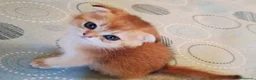 Scottish gatti in vendita: Scottish Fold campania con pedigree  - Annuncio 4