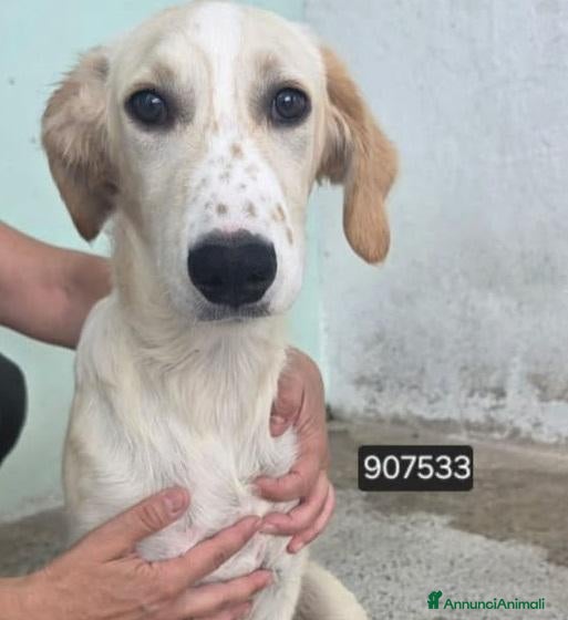 Meticcio cani Miuccia - Annuncio 21