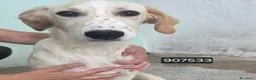 Meticcio cani in regalo: Miuccia - Annuncio 1