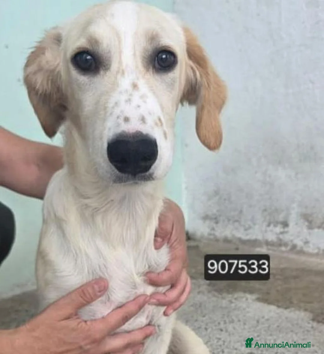 Meticcio cani in regalo: Miuccia - Annuncio 1