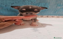 Chihuahua cani in vendita: Chihuahua da Allevamento Cucciolisole  a Provincia di Pisa - Immagine 10