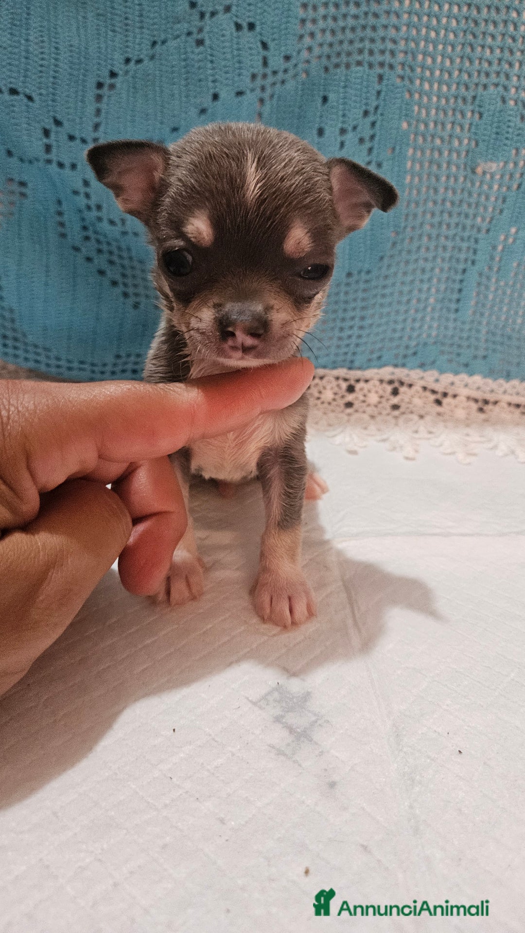 Chihuahua cani in vendita: Chihuahua da Allevamento Cucciolisole  a Provincia di Pisa - Immagine 10