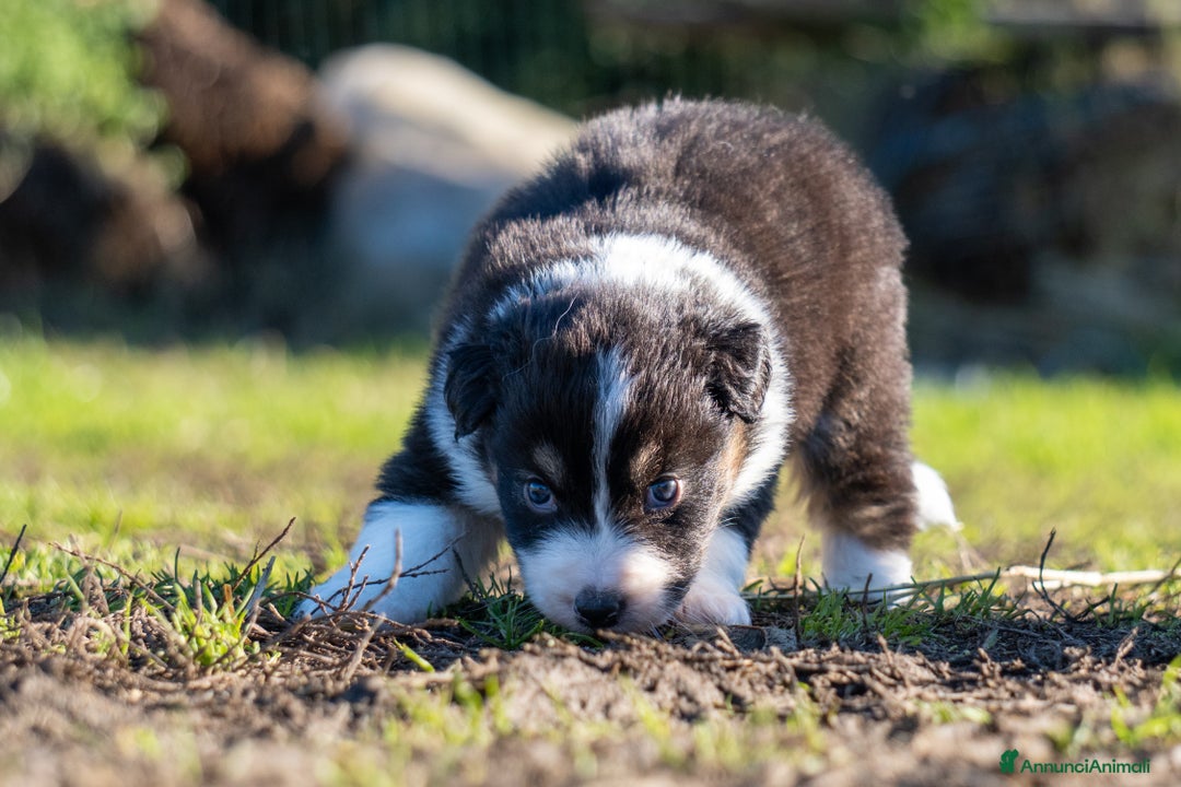 Australian Shepherd cani in vendita: Australian Shepherd  - Annuncio 34