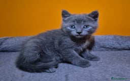 Certosino gatti in vendita: Cuccioli di CERTOSINO PURISSIMI a Metropolitan City of Milan - Immagine 5