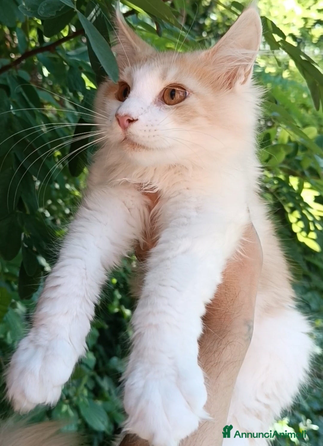 Maine Coon gatti in vendita: Cucciolo Maine Coon pedigree da Campione del mondo - Annuncio 4