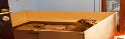 Rhodesian Ridgeback cani in vendita: Cuccioli Rhodesian Ridgeback con Pedigree ENCI - Annuncio 27