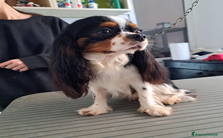 Cavalier King cani a Provincia di Brindisi - Annuncio 6