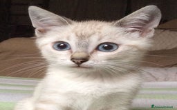 Siamese gatti in vendita: Gatto siamese  - Immagine 1