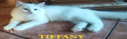 Ragdoll gatti in vendita: Ultima femmina di Razza Ragdoll disponibili - Annuncio 4