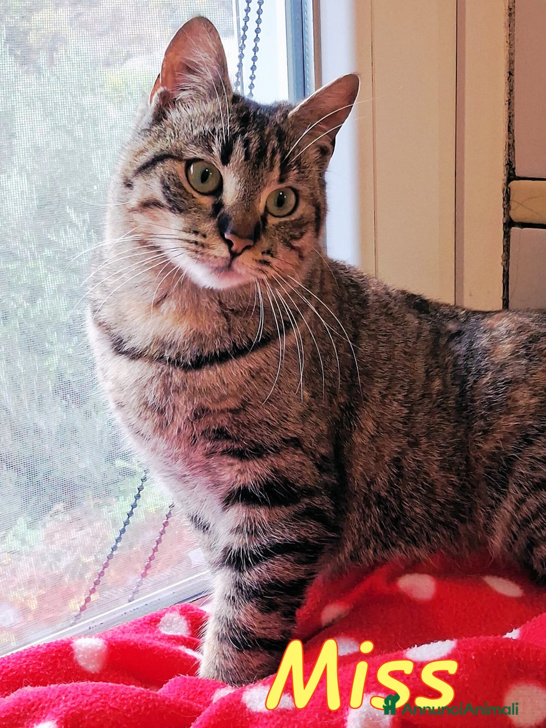 Europeo gatti in regalo: MISS  UNA TIGRATINA DA CONCORSO DI BELLEZZA - Annuncio 7