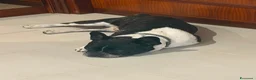 Bulldog Francese cani in regalo: Buldog francese - Annuncio 4