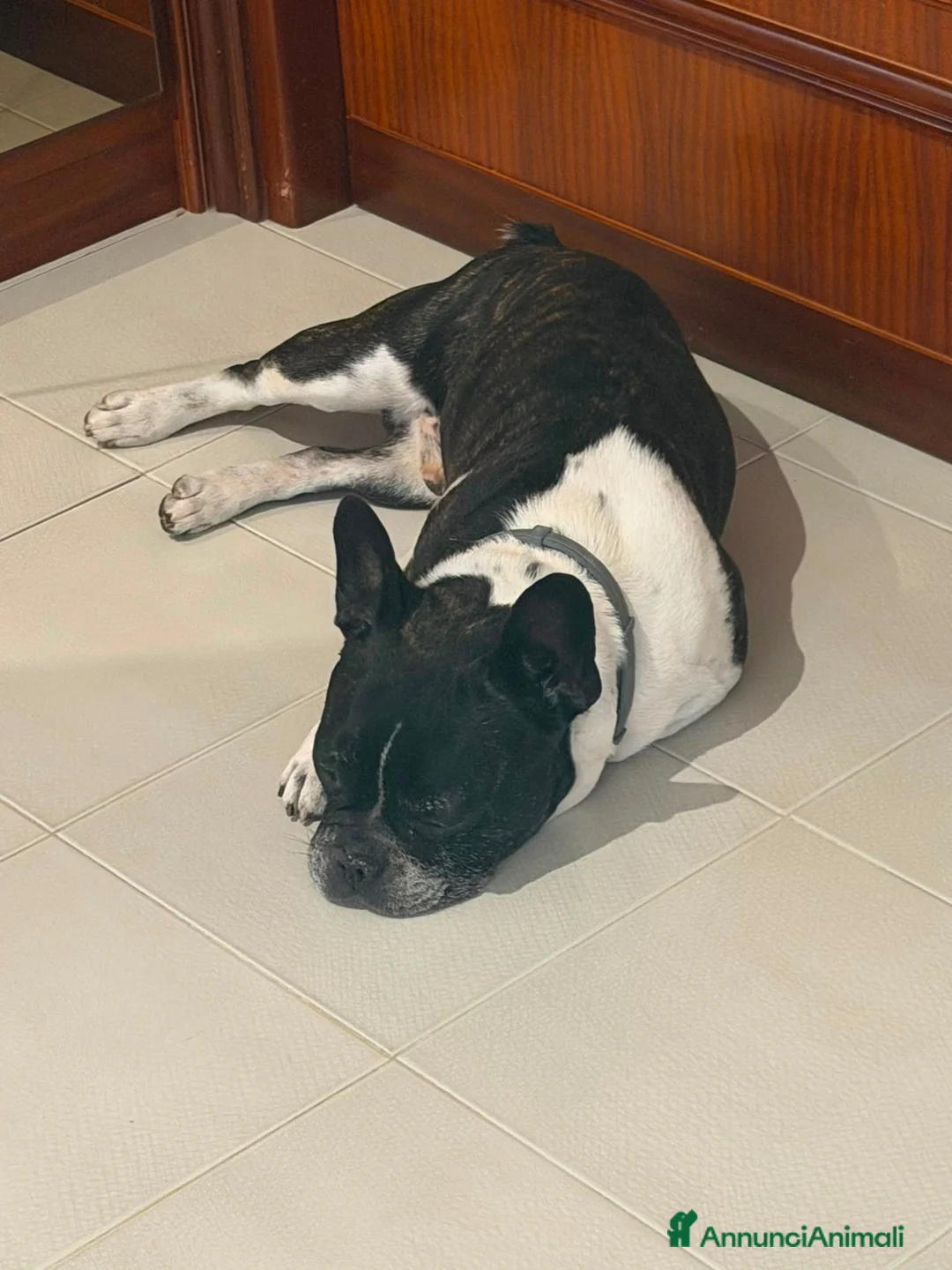 Bulldog Francese cani in regalo: Buldog francese - Annuncio 4