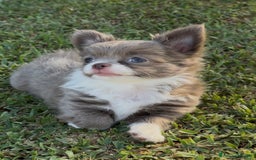 Chihuahua cani in vendita: Cuccioli chihuahua  a Città metropolitana di Milano - Immagine 9