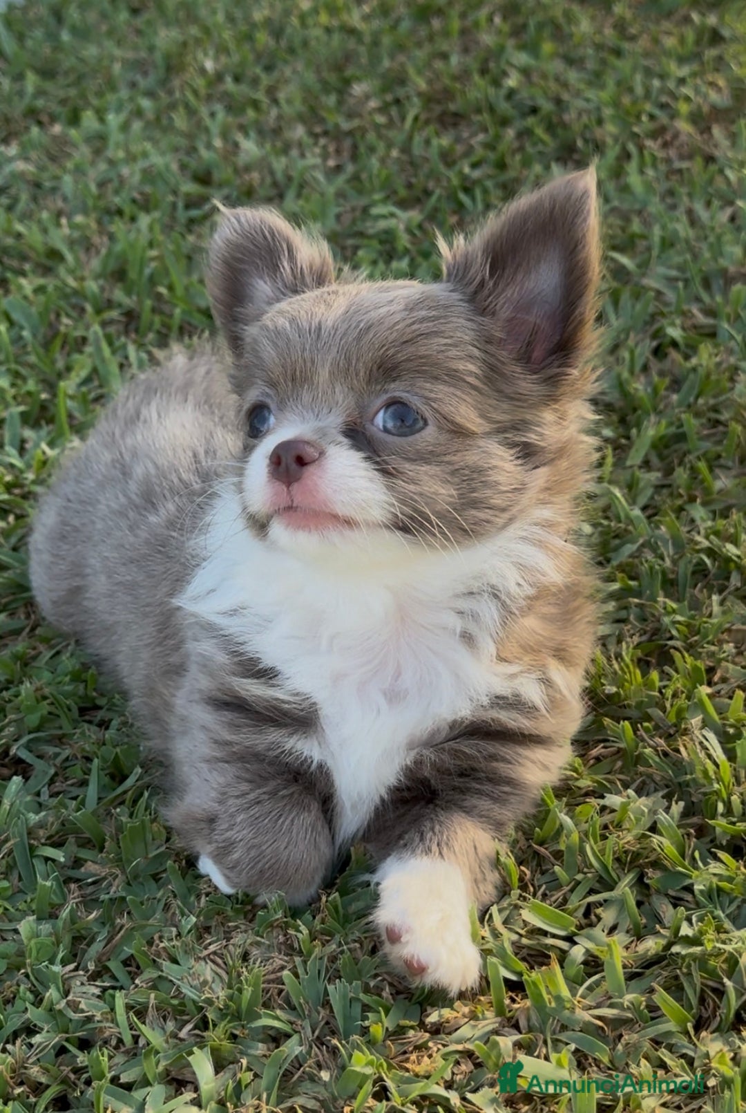 Chihuahua cani in vendita: Cuccioli chihuahua  a Città metropolitana di Milano - Immagine 9