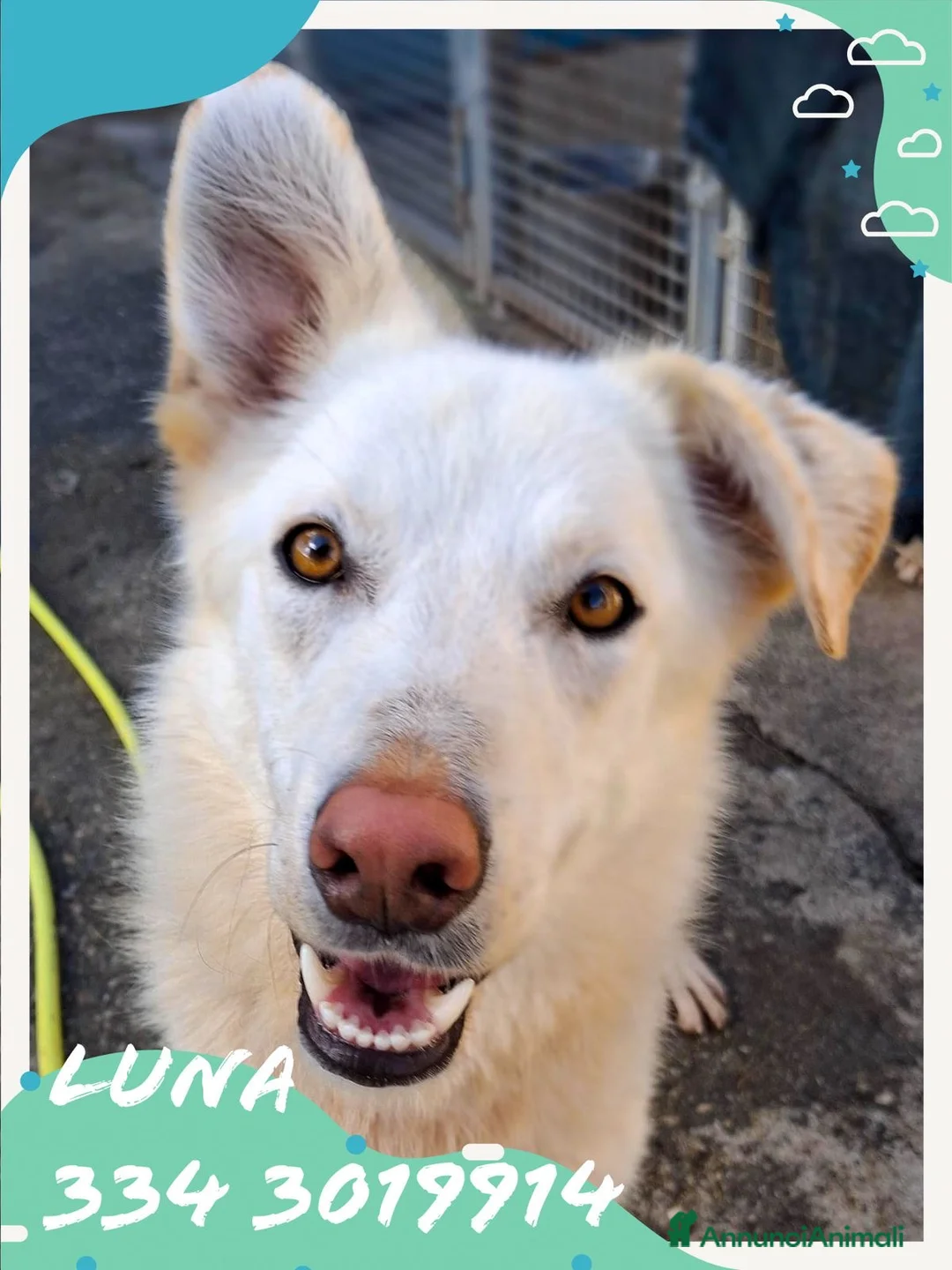 Meticcio cani in regalo: LUNA 🩷 - cucciola, nessuno ancora ha chiamato 🥺 a Provincia di Piacenza - Annuncio 1